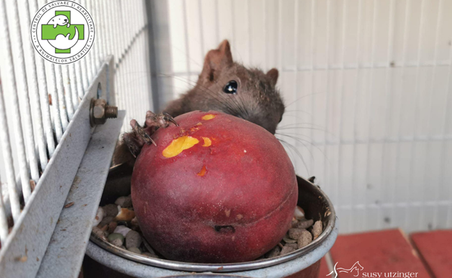 Crowdfunding Gehege für kleine Säugetiere im SUST-Wildlife Rehabilitation Center